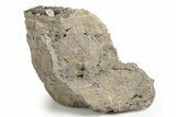 Herkimer Diamonds in Matrix - The Ace of Diamonds Mine, New York #324460-1